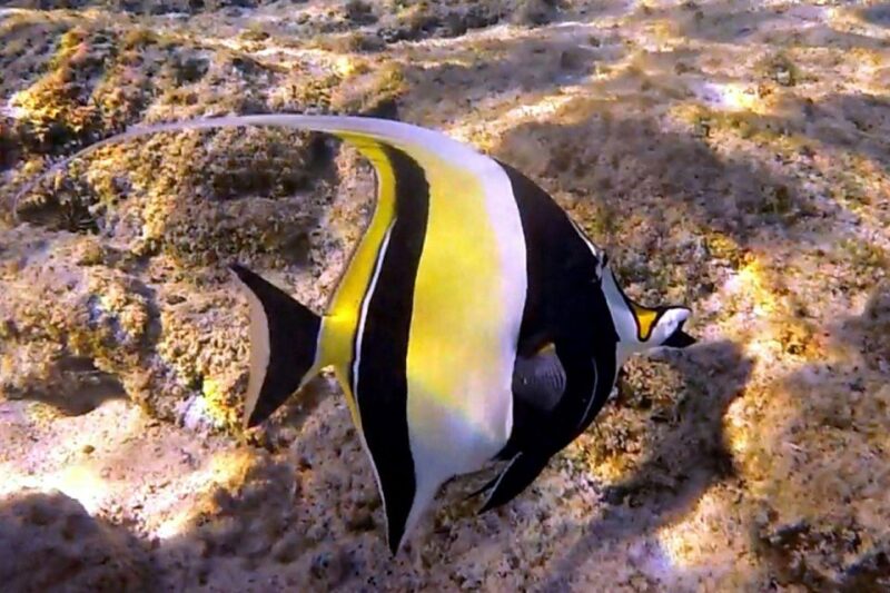 Hawaii: Pu'uhonua O Honaunau & Kealakekua Bay Snorkel Tour - Snorkeling at Puuhonua O Honaunau