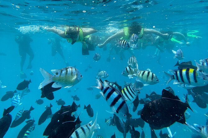 Hawaii Snorkeling with Turtles Boat Tour in Waikiki - Flexibility and Booking Policies