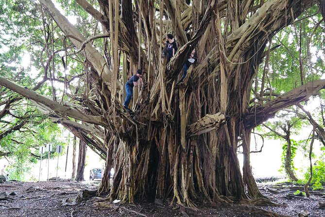 Hawaii Volcanoes, Waterfalls, Beaches & Hilo Highlights Day Tour - Liliuokalani Gardens and Botanical Serenity