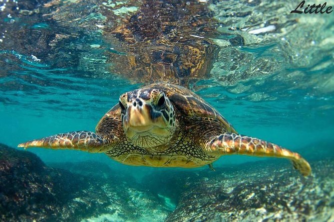Hawaiian Outrigger Canoe Cultural and Turtle Tour - Key Points