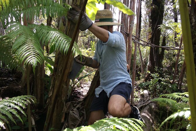 Hawaiian Rainforest Banana Cultivation Experience - Explore the Unique Hawaiian Rainforest Banana Cultivation Experience for $35