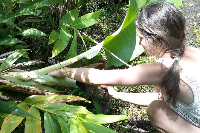 Hawaiian Rainforest Banana Cultivation Experience - Learning about Hawaiian Rainforest Plants and Trees