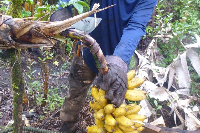 Hawaiian Rainforest Banana Cultivation Experience - Unique Highlights and Participant Feedback
