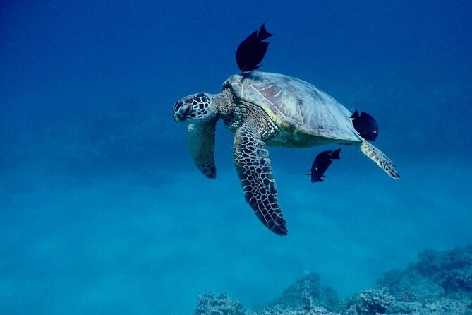 Hawaiian Sea Turtles and Snorkeling Experience in Kona with Lunch - Handling Unexpected Incidents