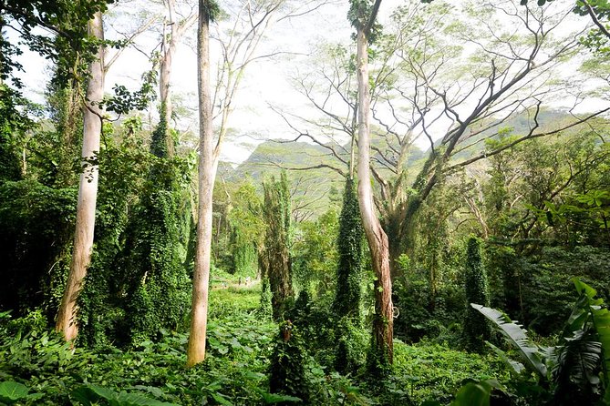 Hawaiian Waterfall Hike - Key Points