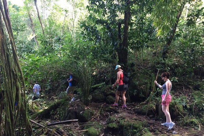 Hawaiian Waterfall Hike - Weather Considerations and Adjustments for Rainfall