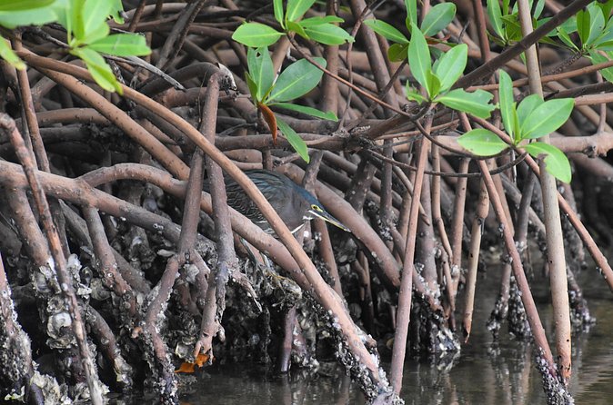Heart of Rookery Bay Kayak Tour - Wildlife Encounters and Ecosystem Highlights
