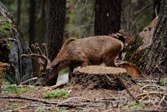 Heart of the Giant Forest Hike - What’s Included in the Tour Package