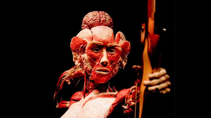 Heidelberg: BODY WORLDS Museum Entry Ticket - Limitations and Considerations