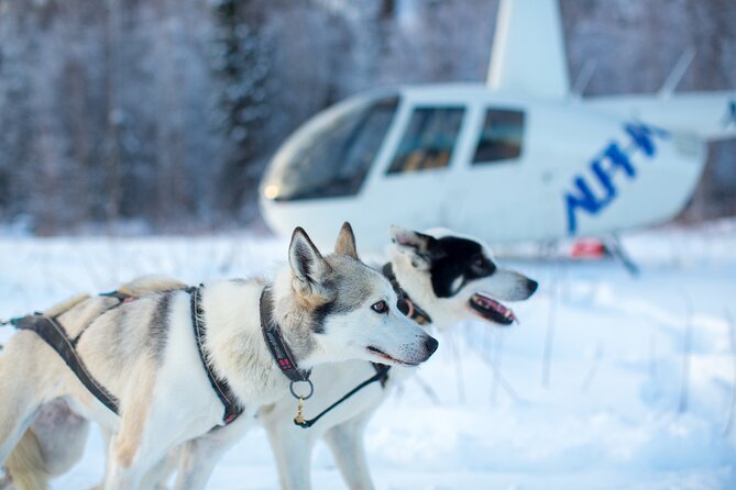 Helicopter Glacier Dogsled Tour + Lower Glacier Landing - ANCHORAGE AREA - Dogsledding in the Icy Wilderness
