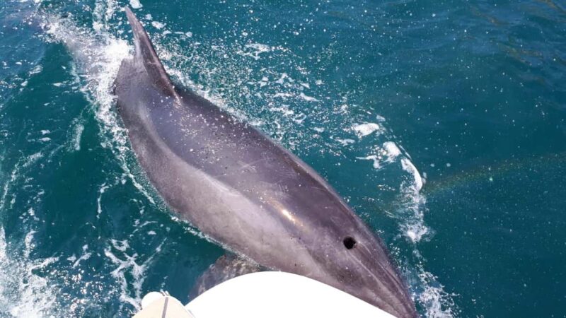 Hello Dubrovnik: Blue Cave Tour 4h - All Inclusive - Explore the Stunning Blue Cave and Elaphiti Islands on a 4-Hour All-Inclusive Boat Tour