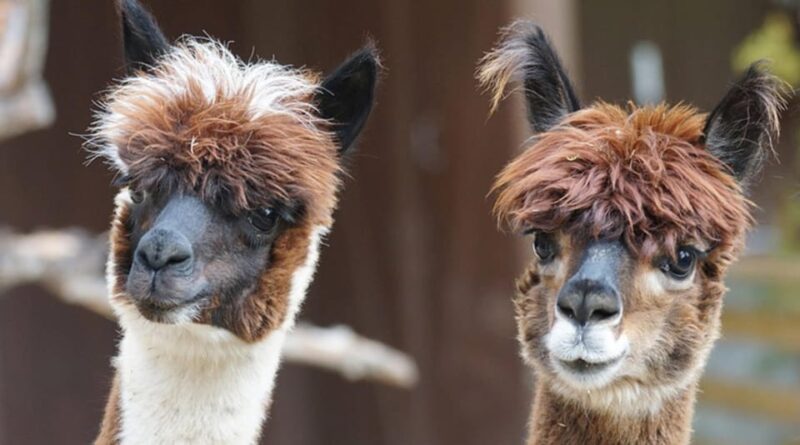 Helsinki: Alpaca Farm Tour with Guided Walk (private) - Meet Adorable Alpacas in Uusimaa, Finland