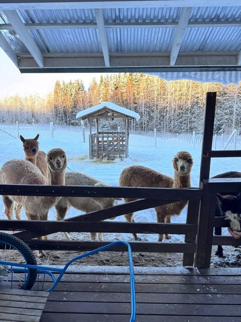 Helsinki: Alpaca Farm Tour with Guided Walk (private) - Practical Details on Logistics and Group Size