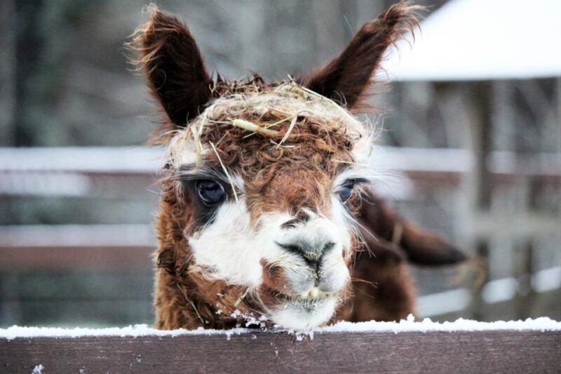Helsinki: Alpaca Farm Tour with Guided Walk (private) - The Experience Provider: Guidance DMC