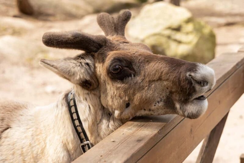 Helsinki: Buggy Ride, Reindeer Farm Visit, and Picnic - What Sets This Tour Apart from Other Finnish Wilderness Experiences