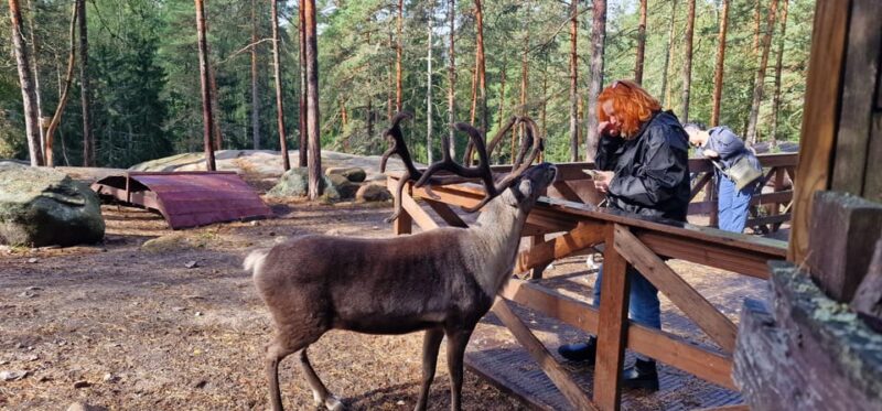 Helsinki Highlights+Nuuksio Buggy Ride+Reindeer farm visit - Physical Requirements and Accessibility