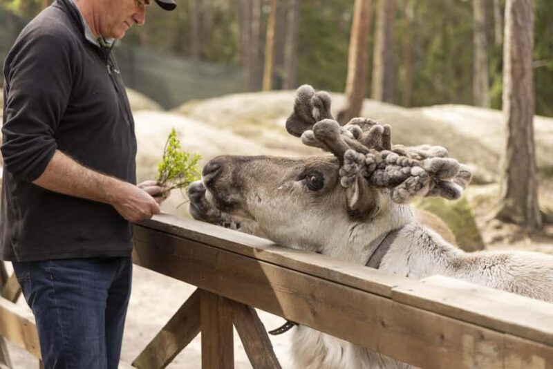 Helsinki: Reindeer Park and Horse Stable Private Tour - Helsinki: Reindeer Park and Horse Stable Private Tour – A Close-Up Finnish Nature Experience