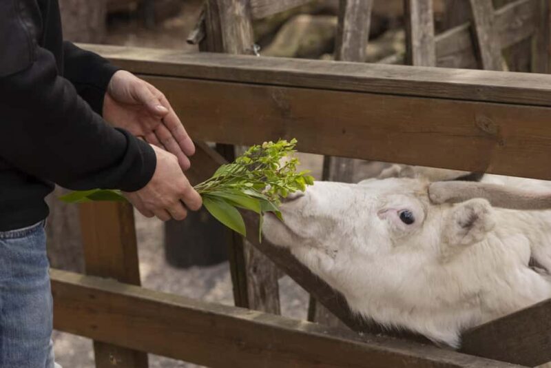 Helsinki: Reindeer Park and Horse Stable Private Tour - Logistics and Booking Options