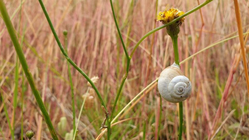 Hendaye/Irun 6 km - Wildlife Watching Along the Wooden Footbridge