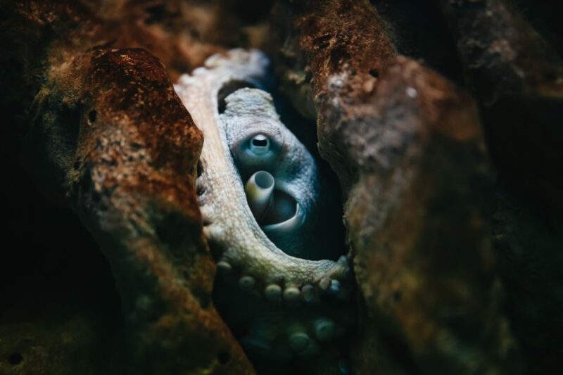 Heraklion Area: CRETAquarium Admission Ticket - Key Points