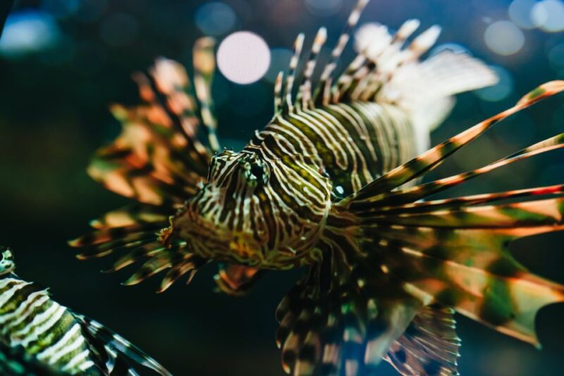 Heraklion Area: CRETAquarium Admission Ticket - The Unique Collection of Marine Life at Cretaquarium