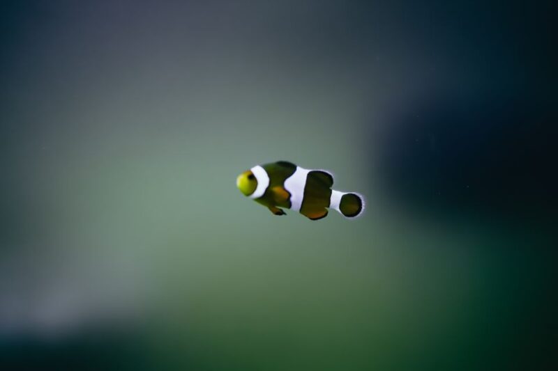 Heraklion Area: CRETAquarium Admission Ticket - Peak Hours and Crowd Management