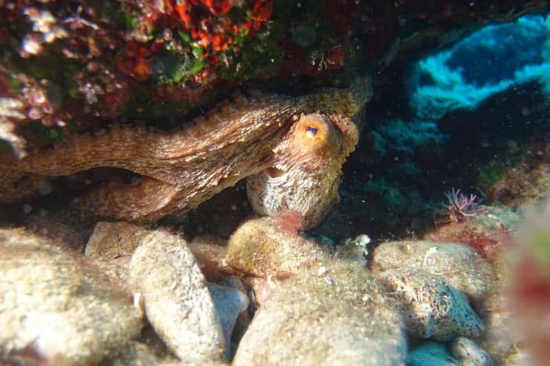 Heraklion: Basic Diver for Beginners - Key Points