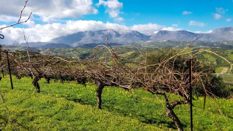 Heraklion: Cretan Wine Tasting Tour & Gourmet Lunch - The Experience of a Small-Group Tour