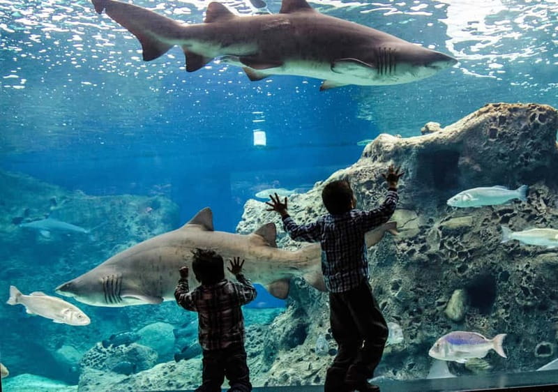 Heraklion: Heraklion Market & CretAquarium *SKIP The Line - Explore Crete’s Best in a Half-Day Heraklion Tour with Skip-the-Line Access to the Cretaquarium