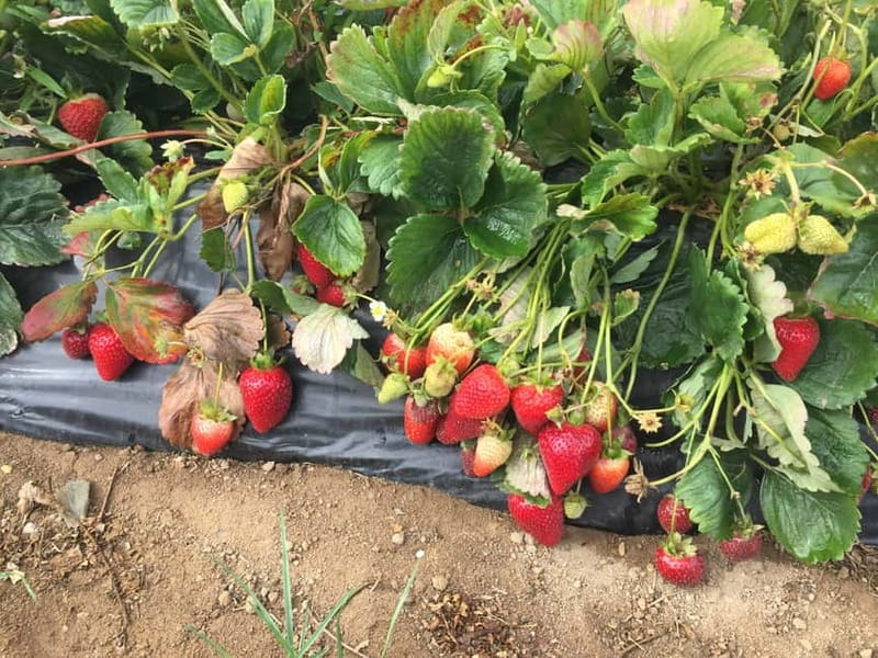 Heraklion: Knossos, Zeus, Villages & Olive Oil Factory Tour - Key Points