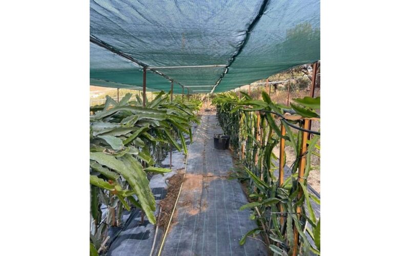 Heraklion :Olive & Dragon Farm Tour & Cretan Farmers Brunch - Practical Details: Meeting Point and Tour Logistics