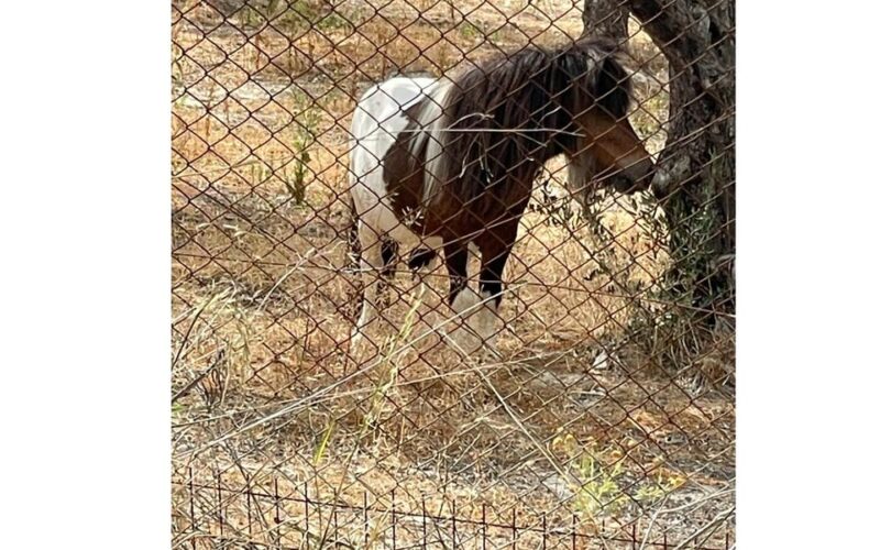 Heraklion :Olive & Dragon Farm Tour & Cretan Farmers Brunch - Why This Tour Stands Out