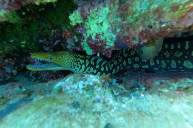 Heraklion: Scuba Diving Experience for Beginners - The Dive Experience: Underwater Encounters and Marine Life