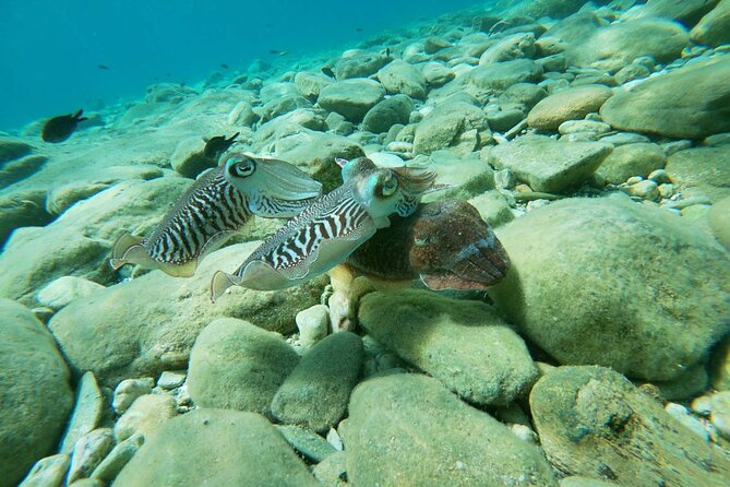Heraklion: Scuba Diving Experience for Beginners - The Pacing and Group Interaction
