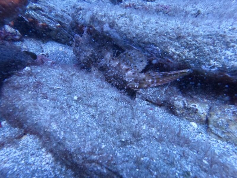 Heraklion: Scuba Diving Experience for Beginners - Group Size and Personal Attention