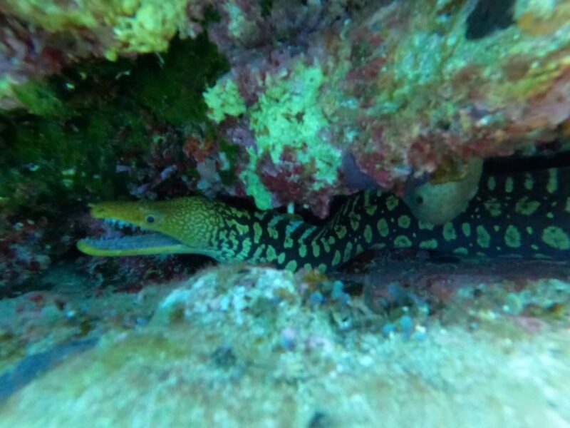 Heraklion: Scuba Diving Experience for Beginners - Physical and Medical Requirements