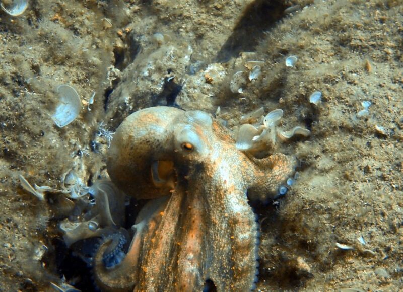 Heraklion: Scuba Diving Experience for First-Timers - What to Bring and What Not to Bring