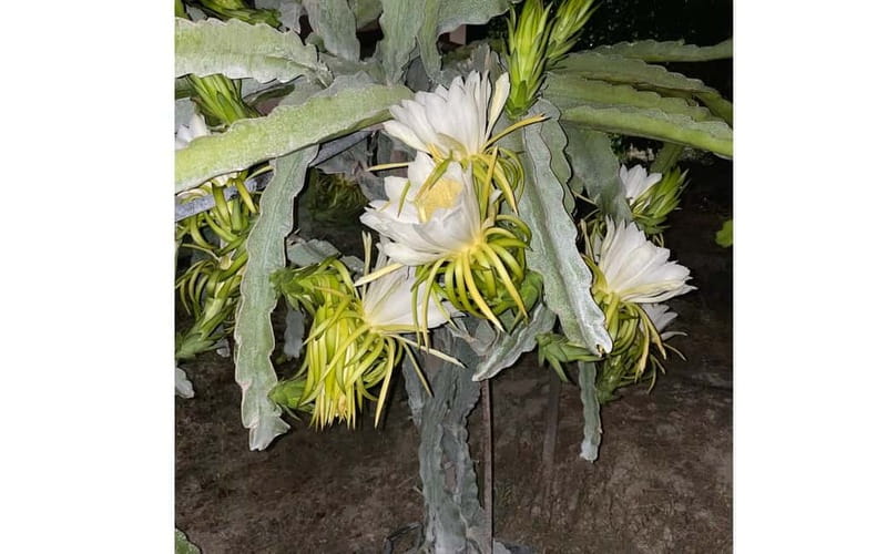 Heraklion: Sunset BBQ in the Olive Grove - The Scenic Patio with an Unbeatable Sunset View