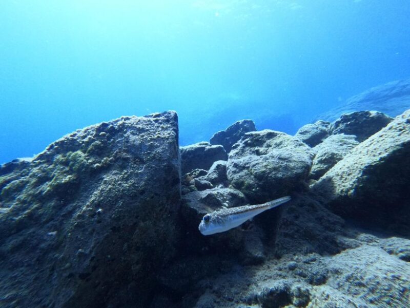 Heraklion: Try Scuba Diving For Beginners (1 dive) - Comparing This Tour to Other Crete Activities