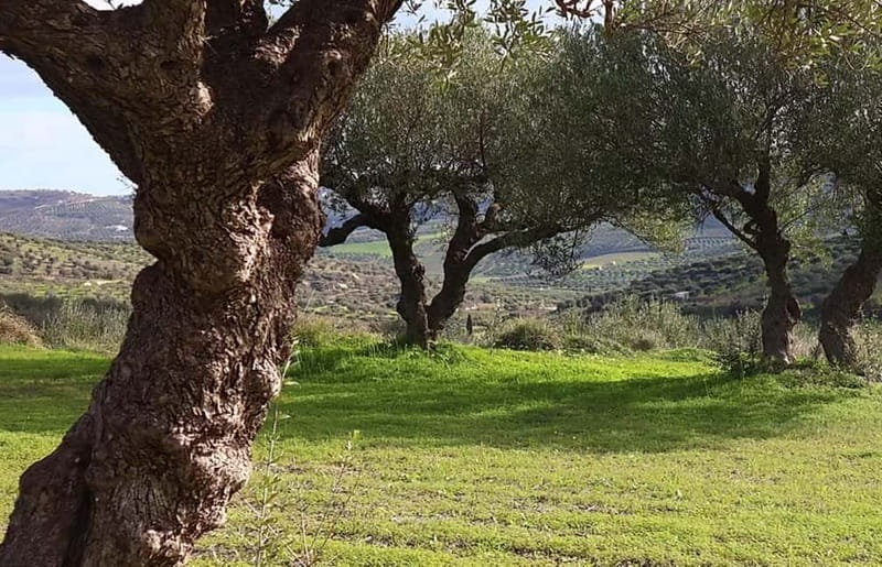 Heraklion: Wine, Olive Oil & Cheese Gastronomic Experience - Scenic Drives Through Villages and Olive Groves