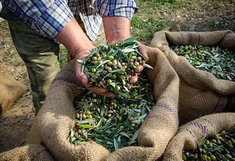 Heraklion: Wine, Olive Oil & Cheese Gastronomic Experience - How This Tour Compares to Similar Crete Experiences