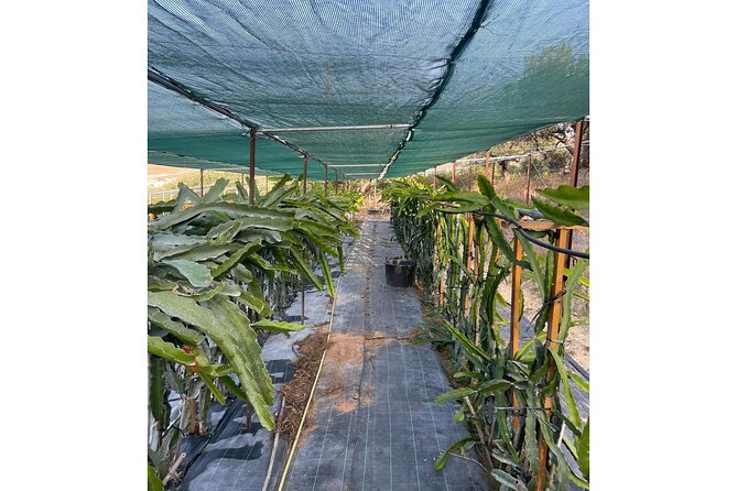 Heraklion:Olive & Dragon Fruit Farm Tour & Cretan Farmers Brunch - The Atmosphere and General Experience