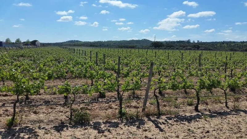 Herdade Canal Caveira - Winery Visit 4 Red's Wines & Tapas - Key Points