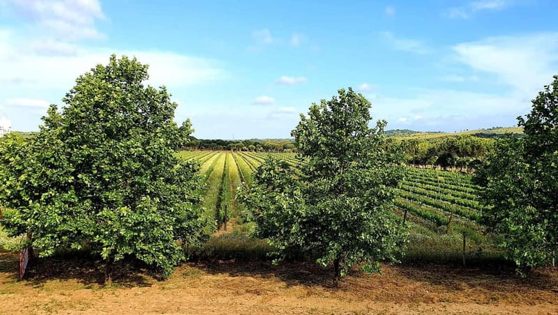 Herdade Canal Caveira - Winery Visit 4 Red's Wines & Tapas - Guided Walk Through the Estate and Winemaking Process