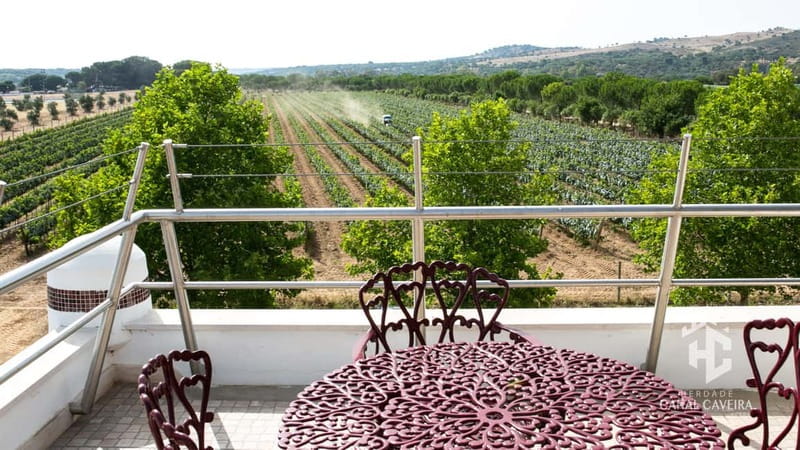 Herdade Canal Caveira - Winery Visit 4 Red's Wines & Tapas - Who Will Enjoy This Wine Tour?