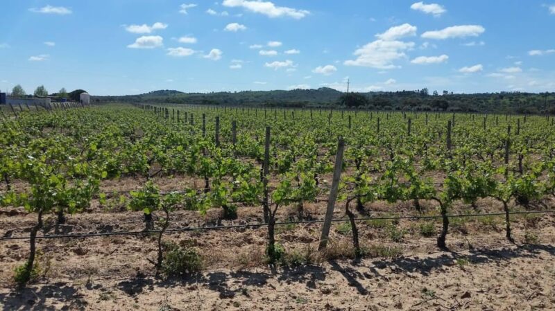 Herdade Canal Caveira - Winery Visit 4 Wines & Tapas - Wine Tasting: Four Wines with a Grape Variety Breakdown