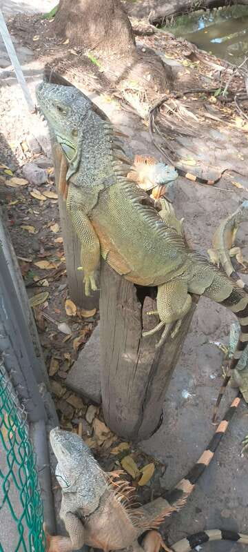 Hermosa Isla de ixtapa - Returning to the Hotel and Final Stop at the Crocodile Habitat
