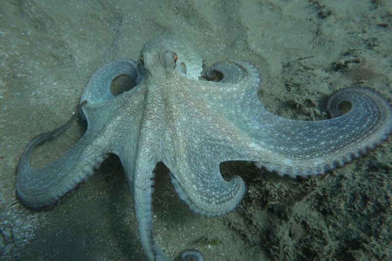 Hersonissos, Stalida: Scuba Diving Experience for beginners - Equipment and Certification