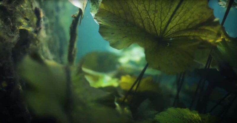 Hévíz Wellness Escape: Thermal Lake Day Trip from Budapest - Key Points