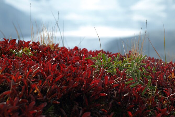 Hidden Gems | Banff | Icefields Parkway | Off The Beaten Path - Starting at Lake Louise: The "Lake of the Little Fishes"